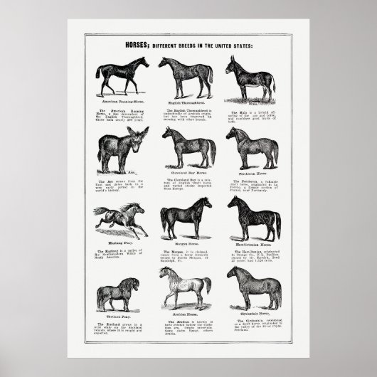Horses Bries Poster (Voorkant)