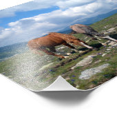 Horses Foto Afdruk (Hoek)