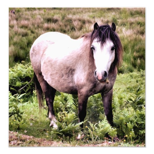 HORSES FOTO AFDRUK (Voorkant)