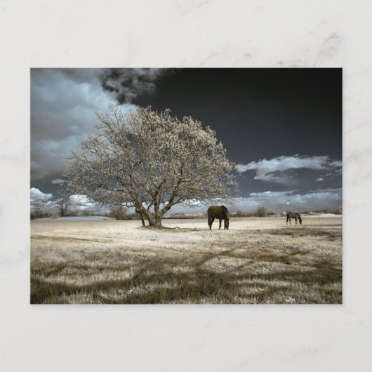 Horses Grazing Postcard Briefkaart (Voorkant)