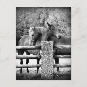 Horses Hugging - foto van paardenliefdesfoto Briefkaart