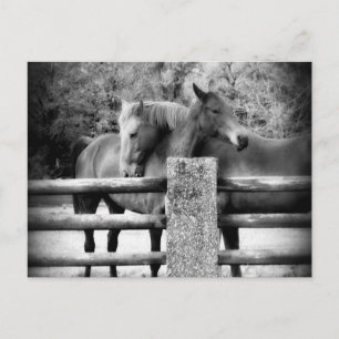 Horses Hugging - foto van paardenliefdesfoto Briefkaart