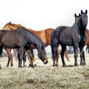 HORSES KOFFIEMOK