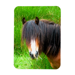 HORSES MAGNEET