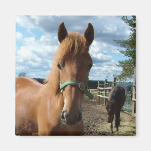 Horses magnet magneet