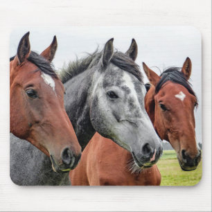 Horses Muismat