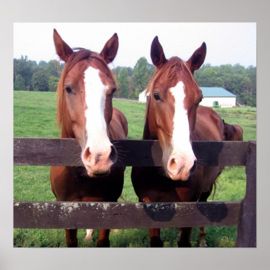 Horses Poster (Voorkant)