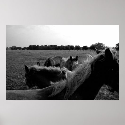 Horses Poster (Voorkant)
