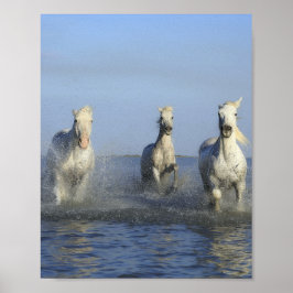 HORSES POSTER