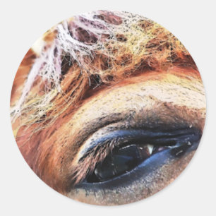HORSES RONDE STICKER