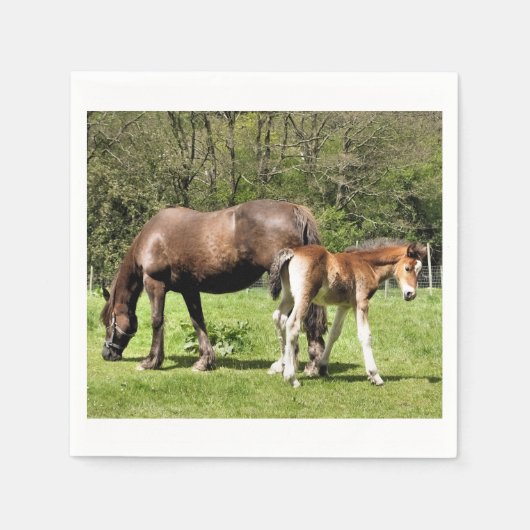 HORSES SERVETTEN (Voorkant)