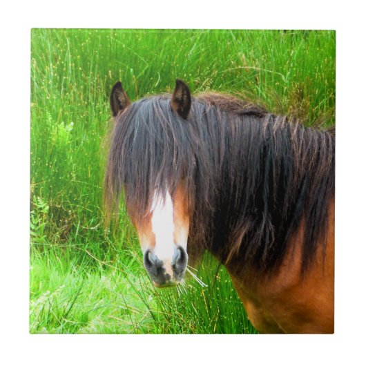 HORSES TEGELTJE (Voorkant)