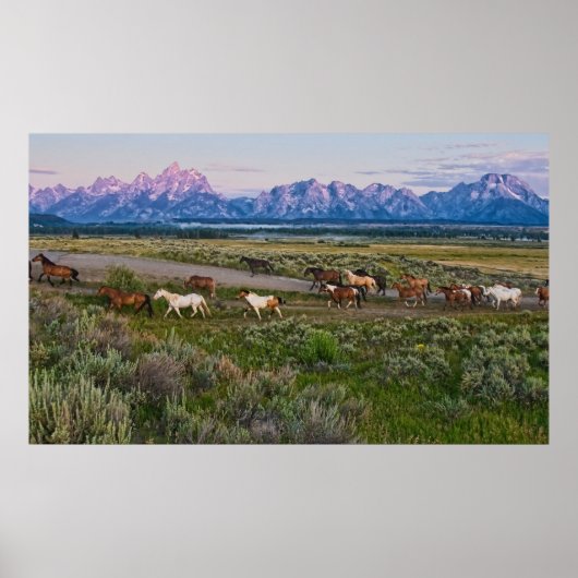 Horses Walk Poster (Voorkant)