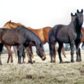 HORSES WATERFLES