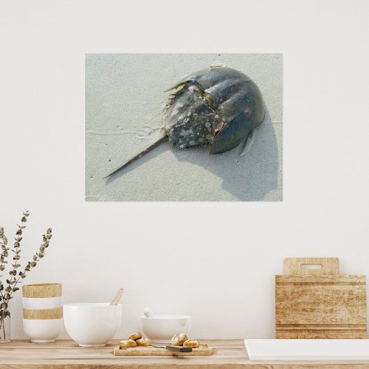 Horseshoe Crab Poster (Cuisine)