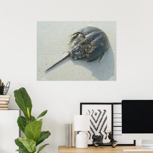 Horseshoe Crab Poster (Bureau à domicile)