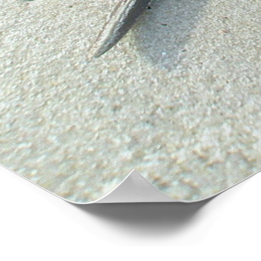 Horseshoe Crab Poster (Coin)