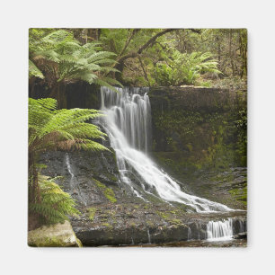 Horseshoe Falls, Mount Field National Park, Magneet