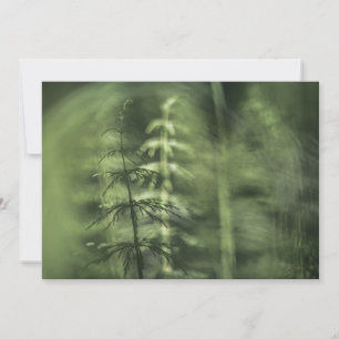 Horsetail Nature Carte photo
