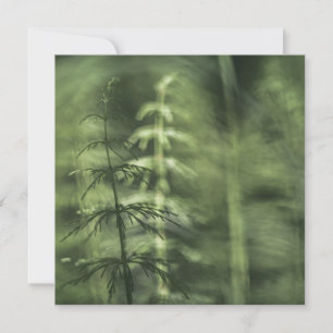 Horsetail Nature Carte photo