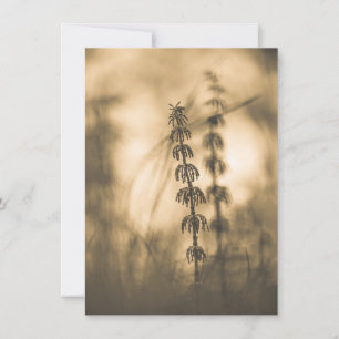 Horsetail Sepia Fotografie-Kaart