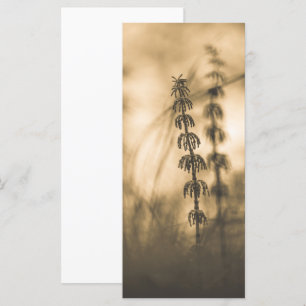 Horsetail Sepia Fotografie-Kaart