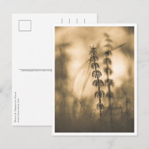 Horsetail Sepia Natuur Foto Briefkaart