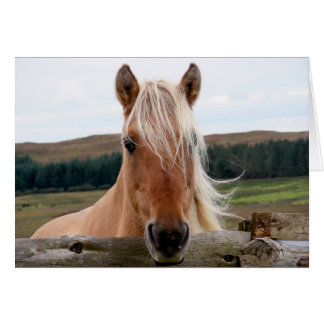 Horsie