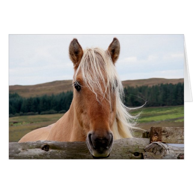Horsie (Devant horizontal)