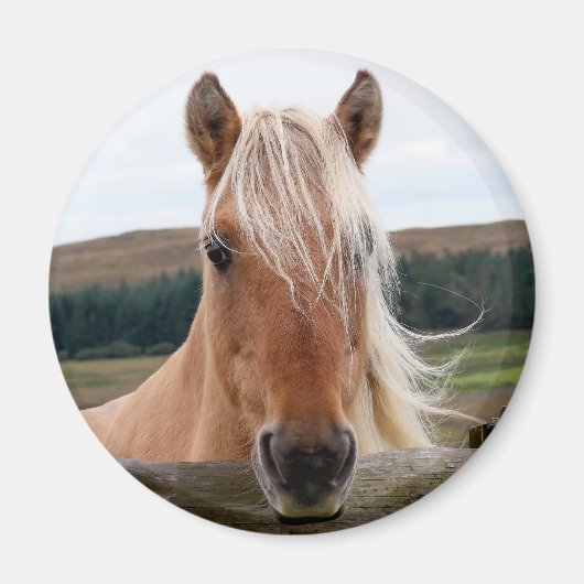 Horsie Magneet (Voorkant)