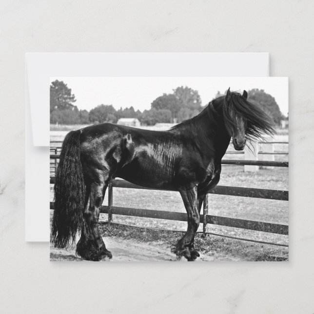 Horsmodellering (Voorkant)