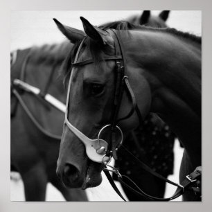 Horsportret in zwart-wit poster
