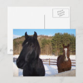 HORSSCENTS BRIEFKAART (Voorkant / Achterkant)