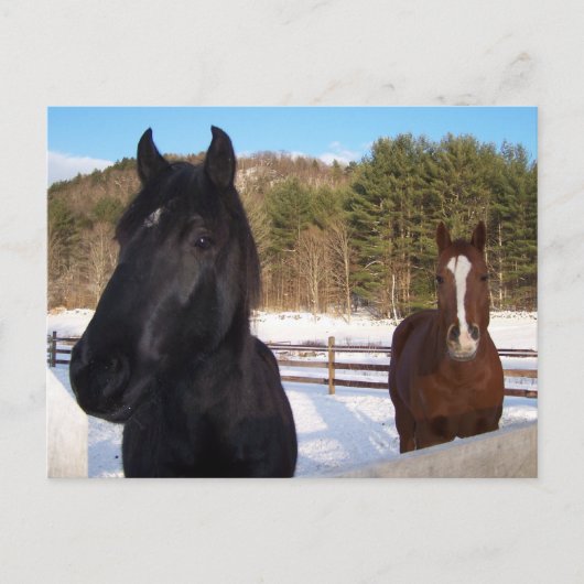 HORSSCENTS BRIEFKAART (Voorkant)