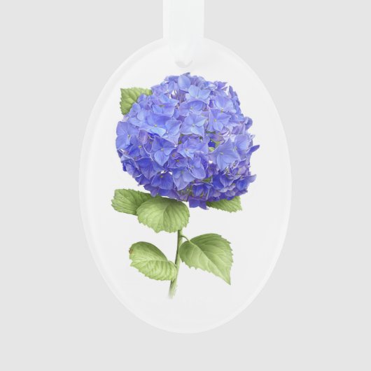 Hortensia Bleu (devant)
