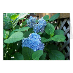 Hortensia bleu