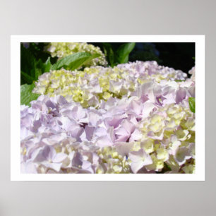 Hortensia bloem tuin Fijne kunst prints Hortensia'