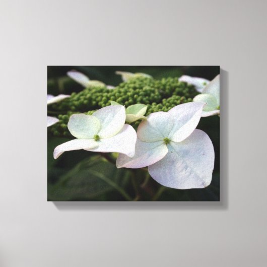 Hortensia - Bloemenfotografie - Canvas (Voorkant)