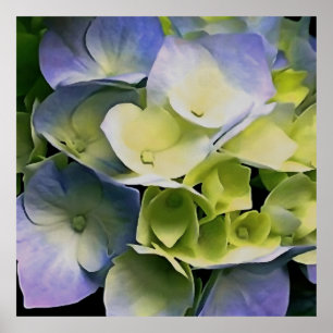 Hortensia Blossom Botanical Art Blue and Yellow Poster