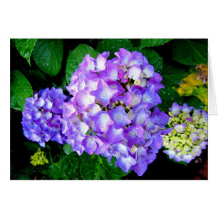 Hortensia d'été