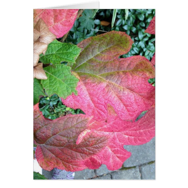 Hortensia d'Oakleaf (Devant)