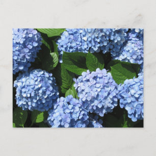 Hortensia: Japan Briefkaart