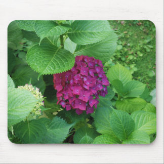 Hortensia Pad Muismat