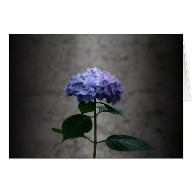 "hortensia" par Larry Coressel (Devant horizontal)