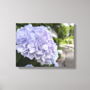 Hortensia's langs de Weg – Natuurfotografie Canvas Afdruk