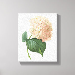 hortensie (Hydrangea sp.) door Redouté Canvas Afdruk