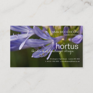 Hortus - carte de visite d'Agapanthus