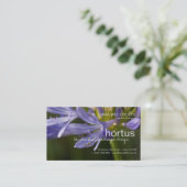Hortus - carte de visite d'Agapanthus (Debout devant)