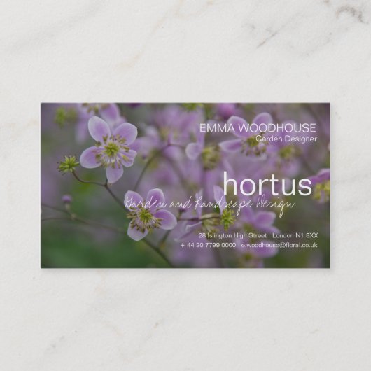 Hortus - carte de visite de Thalictrum (Devant)