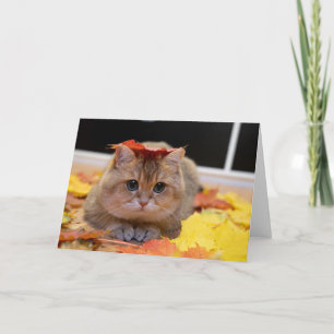 Hosico en gele bladeren kaart